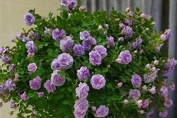 蓝色阴雨月季四月份能开花吗