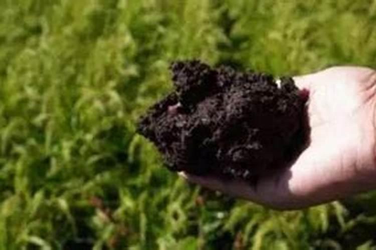 买的有机肥怎么施肥效果好