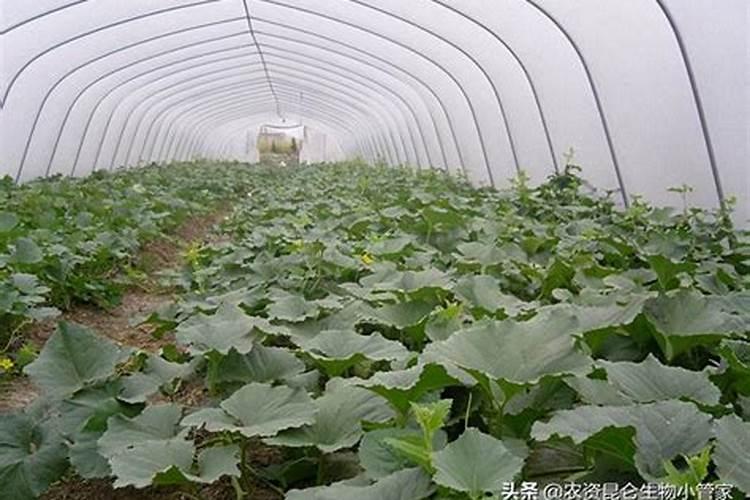 大量元素水溶肥和水溶性复合肥的区别