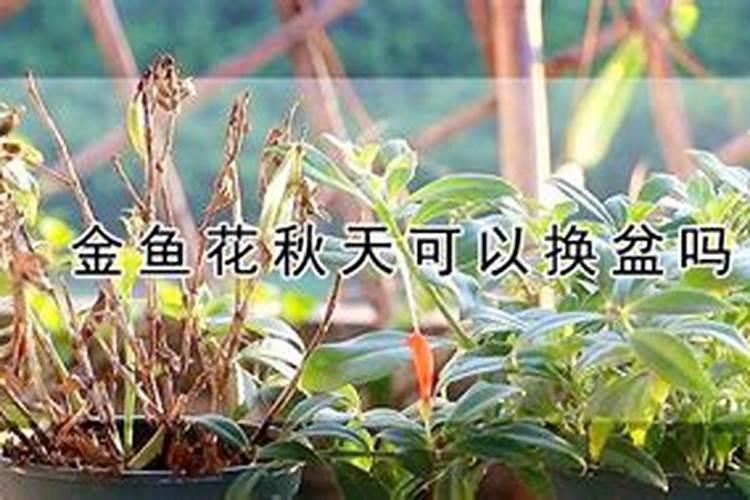换盆多久施肥