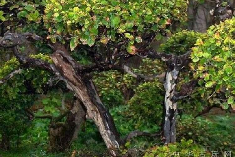 秋季能给兰花换土换盆吗？兰花换盆几天可以施肥