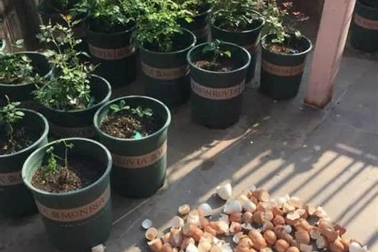 烂苹果能做花的肥料吗