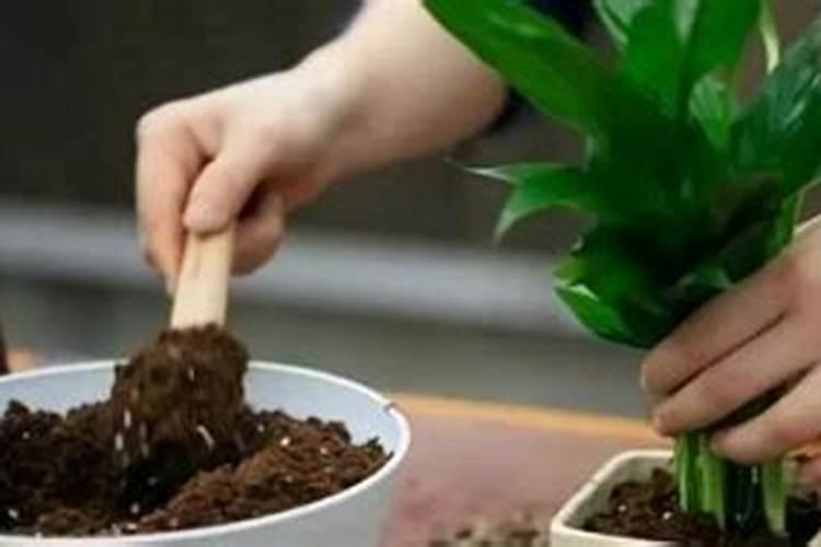 秋天给“月季”换个盆
