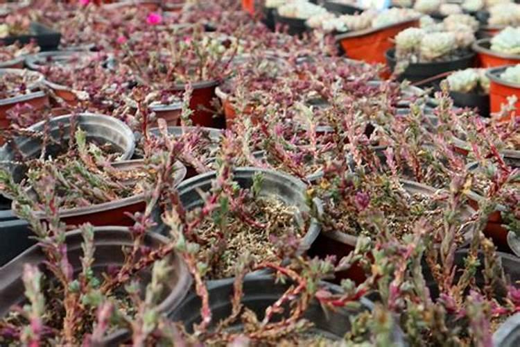 多肉黑法师怎么施肥,4个步骤教你施出美丽的黑法师