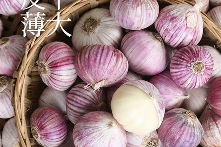 独头蒜发芽怎么种植