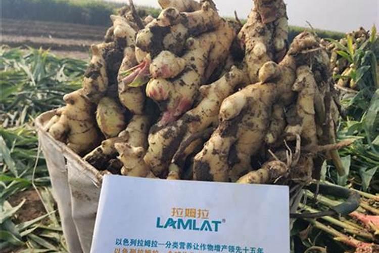 影响沃柑品质的因素？