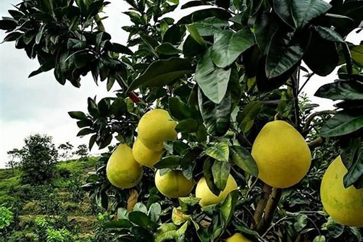 柚子什么时候施壮果肥 使用哪些肥料好