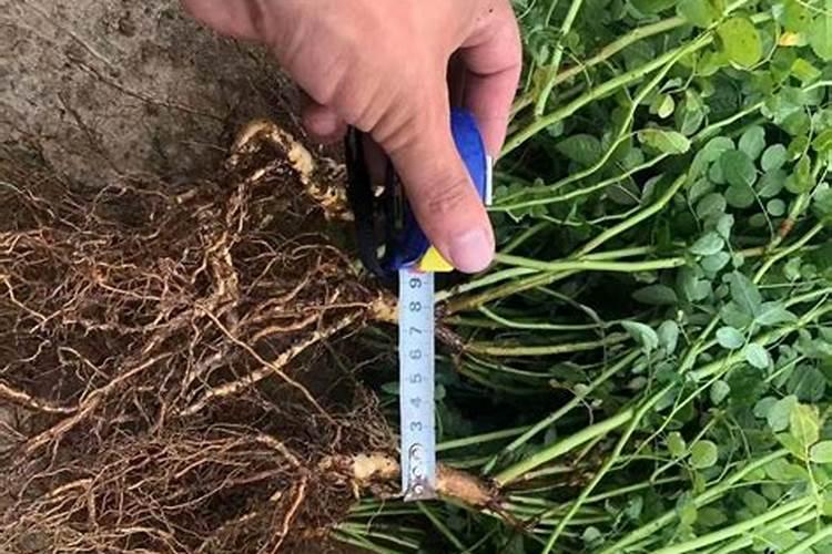 蔷薇花花期怎么养