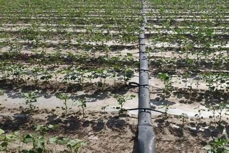 兰草花用什么肥料最好 兰花施什么肥料才能开花