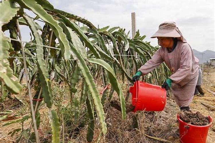 火龙果怎么施肥比较好