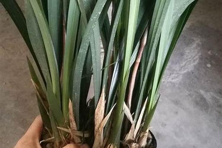 18个花苞的墨兰值钱吗？