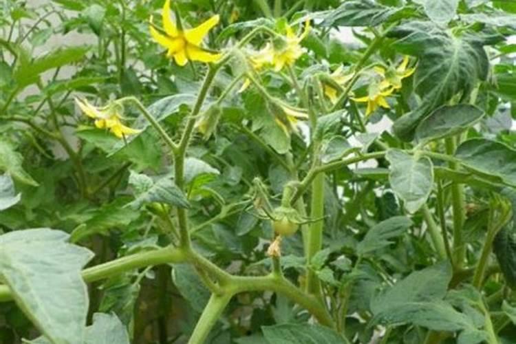 观叶植物专用肥料是什么