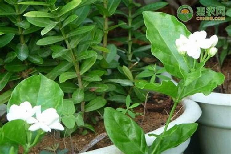 夏天茉莉花的养殖方法和注意事项