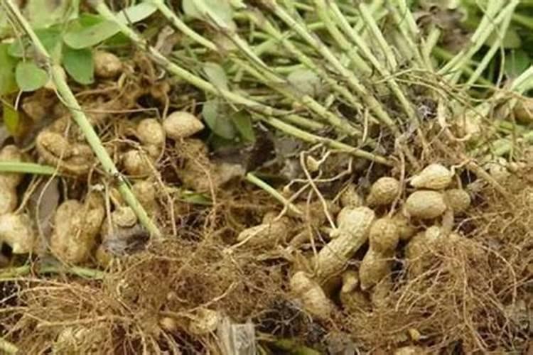 大蒜苗期喷施叶面肥需注意什么？ 花生烂果的防治措施