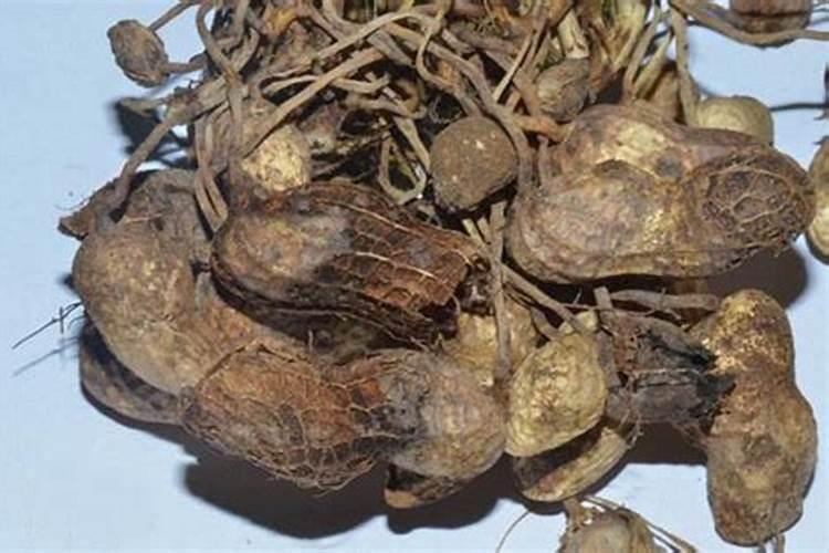 早花生第一次开花,啥时候喷洒漯效王？