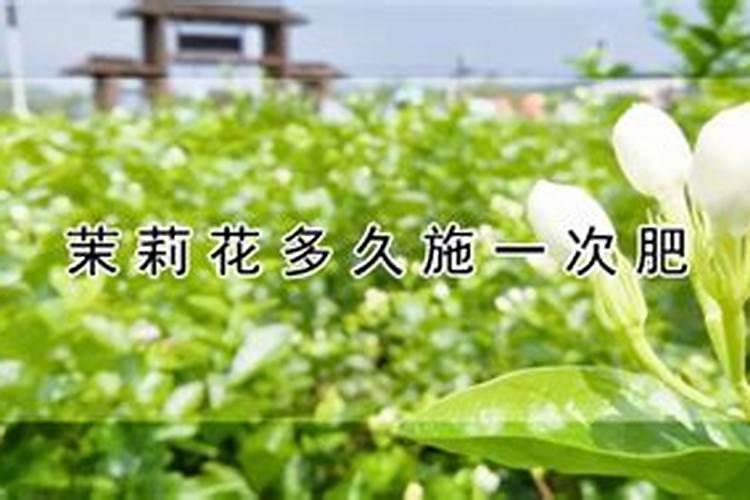 茉莉花的施肥方法