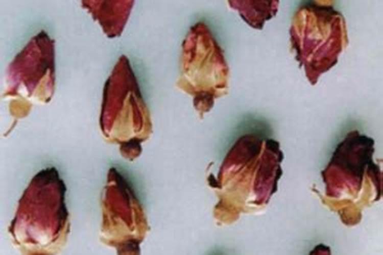 玫瑰花用的肥料怎么做？