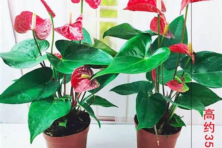 红掌花浇什么肥料合适