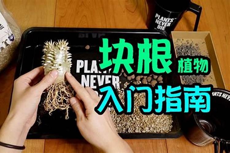 木薯施肥方法