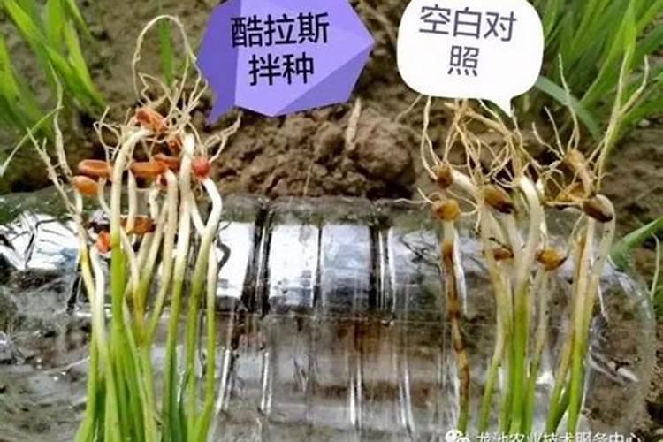 铁树用什么肥料比较好