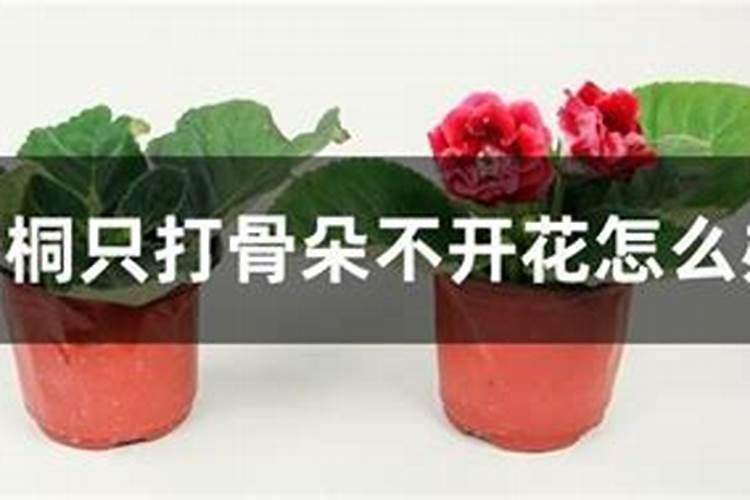 长寿花不长花骨朵怎么补救