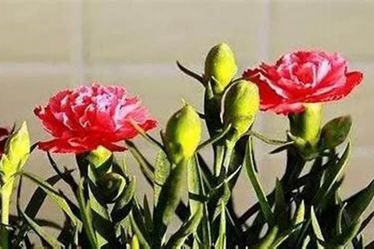 凤仙花开了一段时间就不打花苞怎么办？