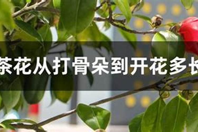 花儿为什么为什么不打骨朵缺什么养分呢？
