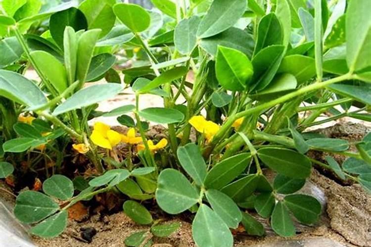 花生秧长得高打芸苔素内酯行不行？