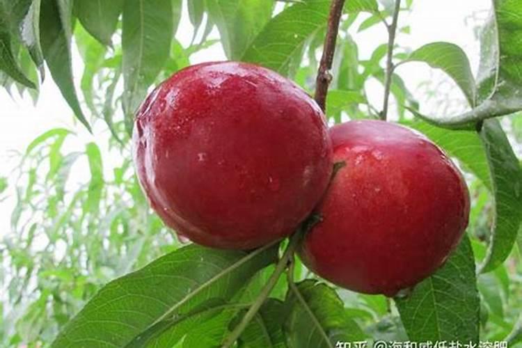 棉花听了“神奇音箱”的声音后,苗蹿得高,叶子更绿,结出的棉桃比...