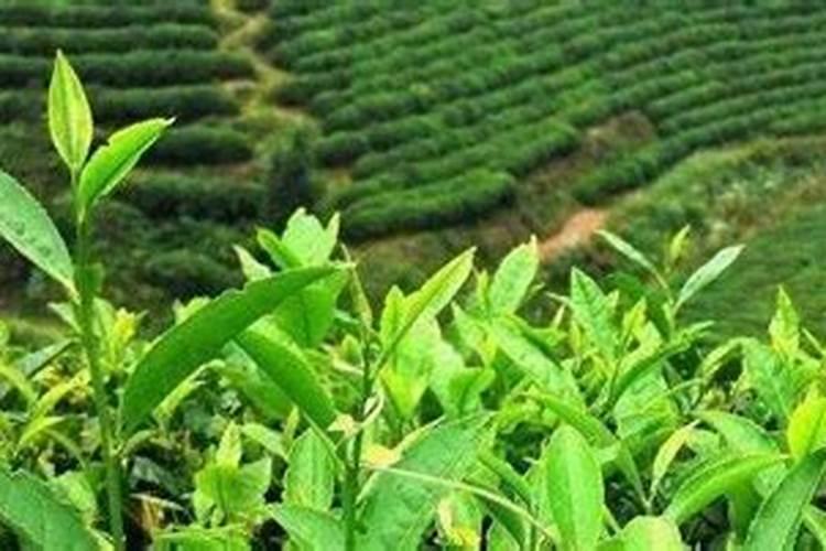 茶叶用什么化肥好