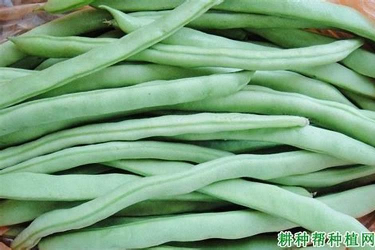 固氮最强的豆科植物