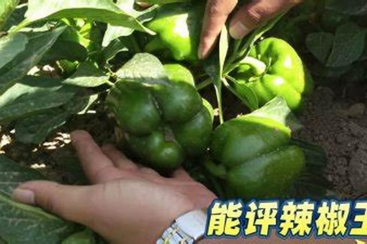 硅宝科技证券网上销户流程