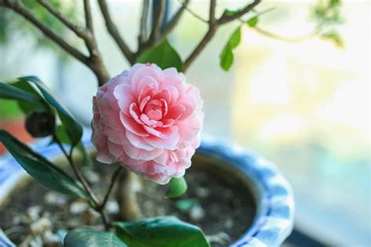 盆栽茶花施什么肥好(茶花施什么肥比较好)