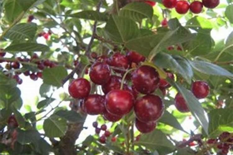 车厘子需要用哪种肥料增甜？什么时间段施肥？