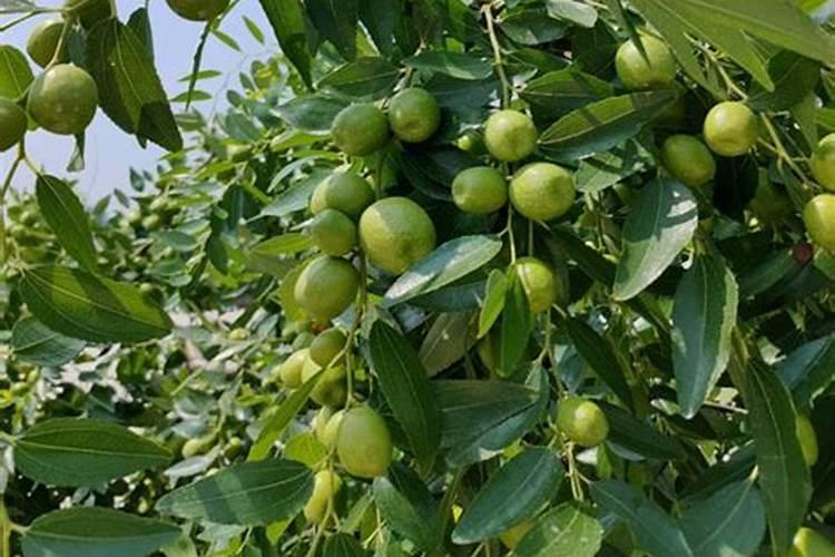 红掌从小苗到开花需要几个月？