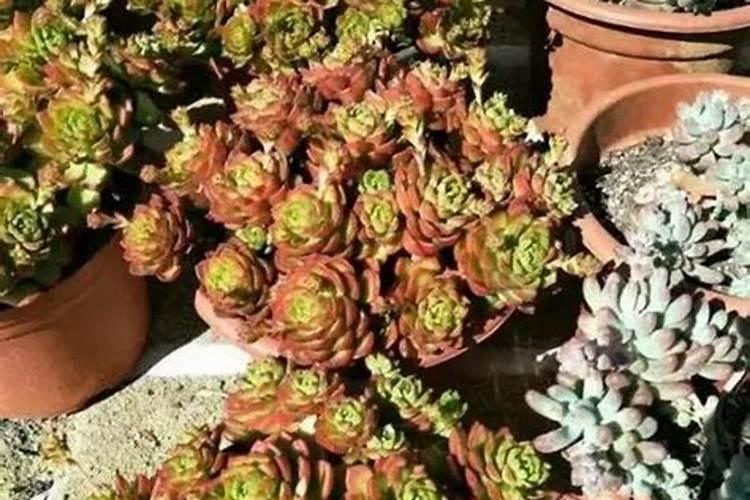 多肉植物施肥用什么好 多肉植物施的肥