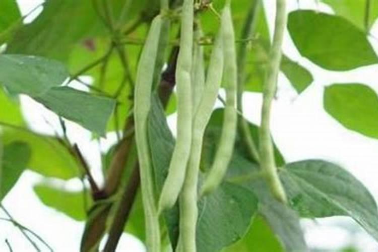 芸苔素使用技巧