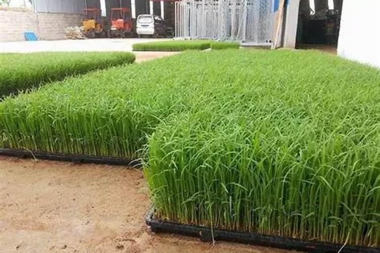 黄瓜育苗期能使用芸苔素吗？