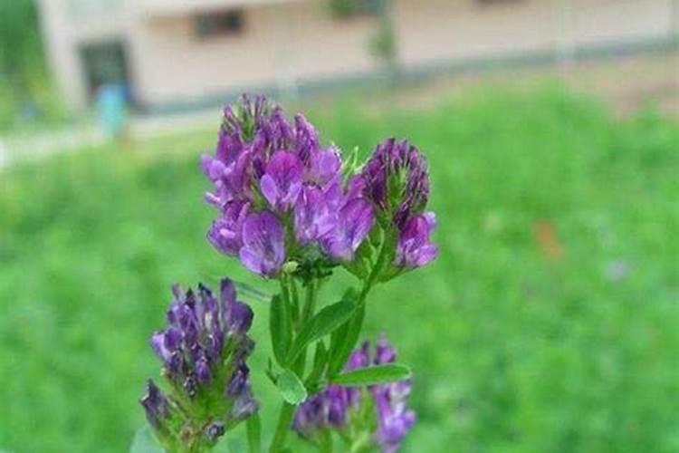 紫花苜蓿常用的化学肥料有哪些