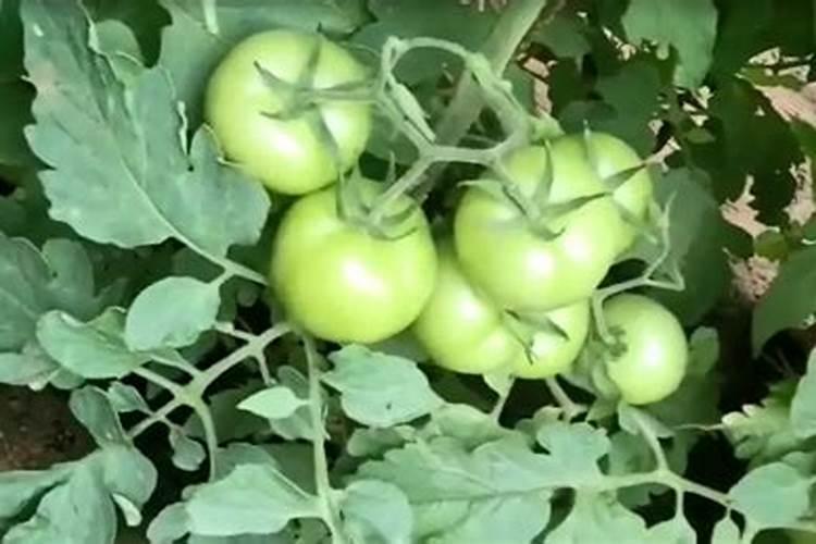要想月季花快速冒笋芽该怎么养护