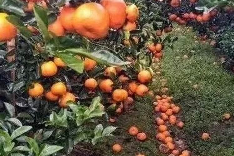 植被恢复是什么意思