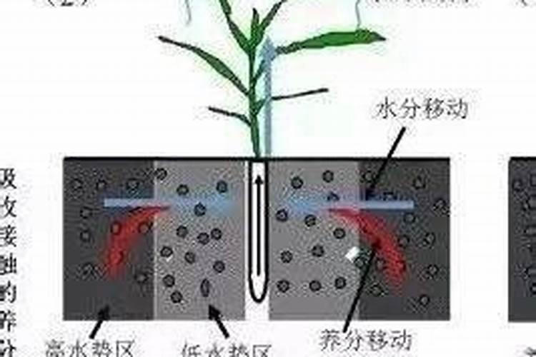 农作物镁元素根际吸收的原理？