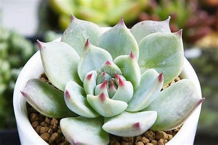 吉娃莲什么季节施肥最好 施肥多少合适