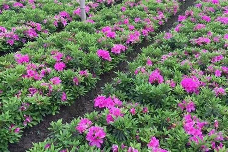 马缨杜鹃的养殖方法及注意事项