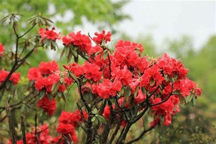 马缨杜鹃的病虫害防治