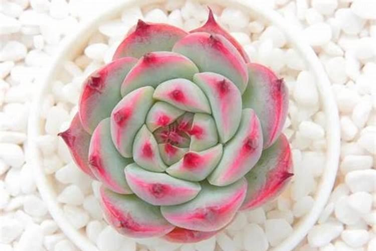 吉娃娃多肉的养植方法