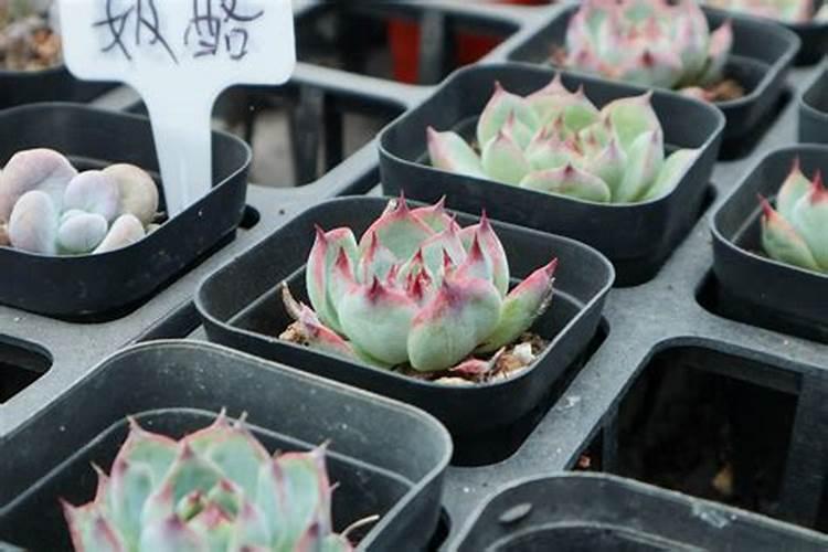 吉娃娃多肉的养殖方法和注意事项