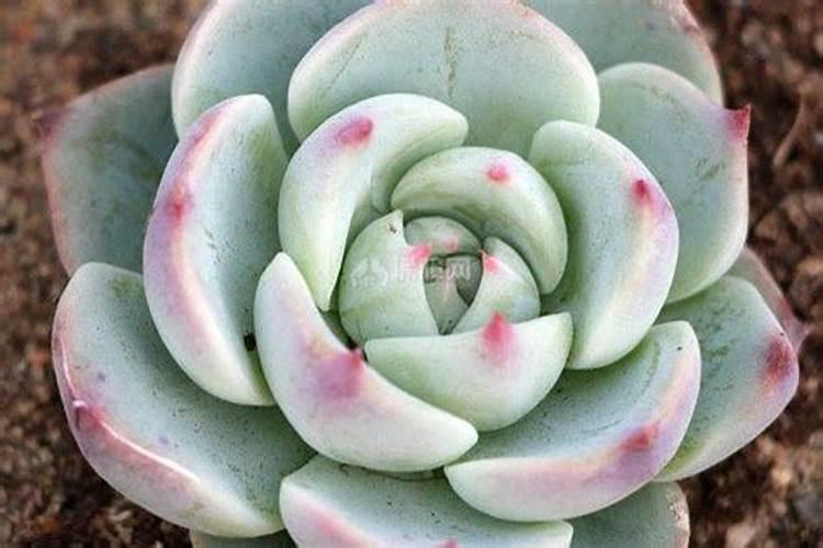 吉娃娃多肉的养殖方法和注意事项