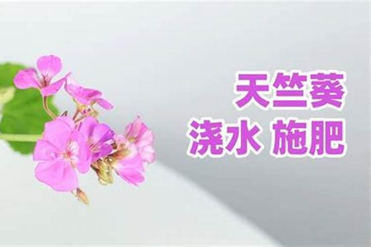 天竺葵浇什么肥料合适