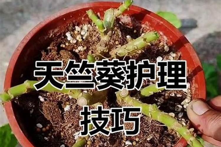 天竺葵用什么肥料最好